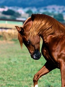 Preview wallpaper horse, mane, brown, grass