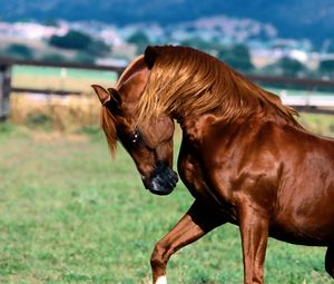 Preview wallpaper horse, mane, brown, grass