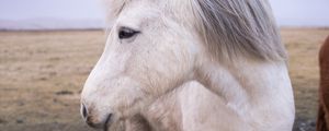 Preview wallpaper horse, mane, muzzle