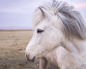 Preview wallpaper horse, mane, muzzle