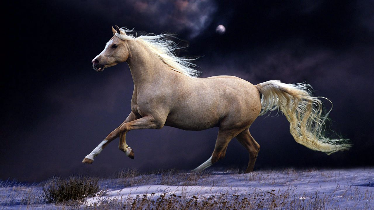 Wallpaper horse, mane, running, beautiful, night, sky