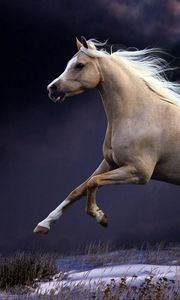 Preview wallpaper horse, mane, running, beautiful, night, sky
