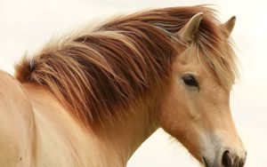 Preview wallpaper horse, mane, stallion, black