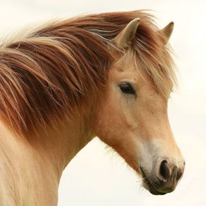 Preview wallpaper horse, mane, stallion, black