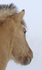 Preview wallpaper horse, mane, winter