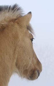 Preview wallpaper horse, mane, winter