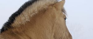 Preview wallpaper horse, mane, winter
