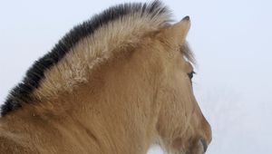 Preview wallpaper horse, mane, winter