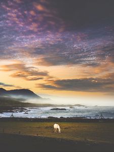 Preview wallpaper horse, meadow, sea, mountains