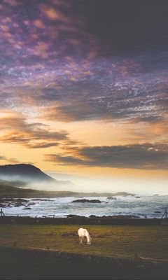 240x400 Wallpaper horse, meadow, sea, mountains