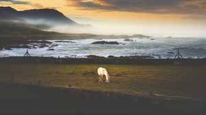 Preview wallpaper horse, meadow, sea, mountains