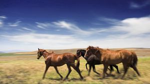 Preview wallpaper horse, meadow, speed