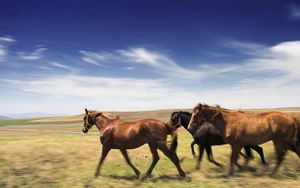 Preview wallpaper horse, meadow, speed