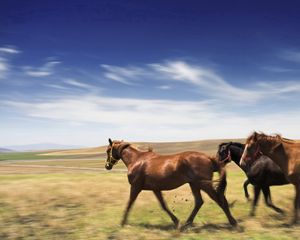 Preview wallpaper horse, meadow, speed