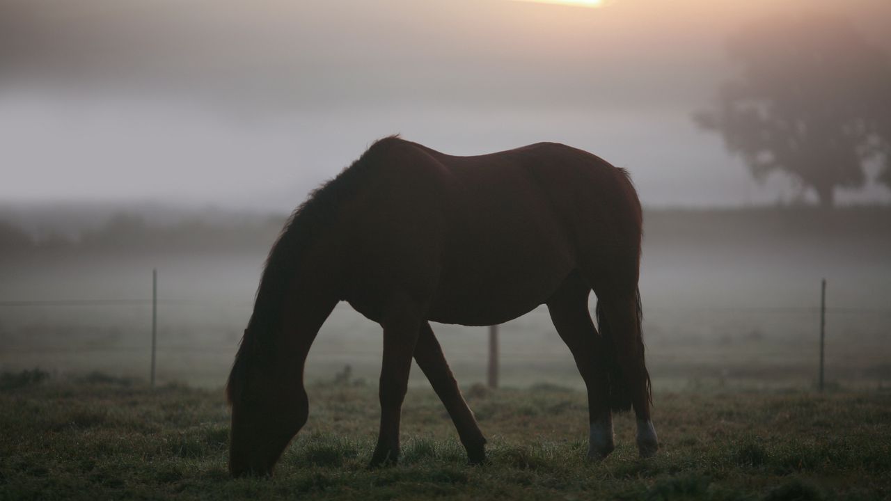 Wallpaper horse, misty, silhouette, landscape