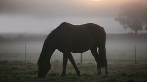 Preview wallpaper horse, misty, silhouette, landscape
