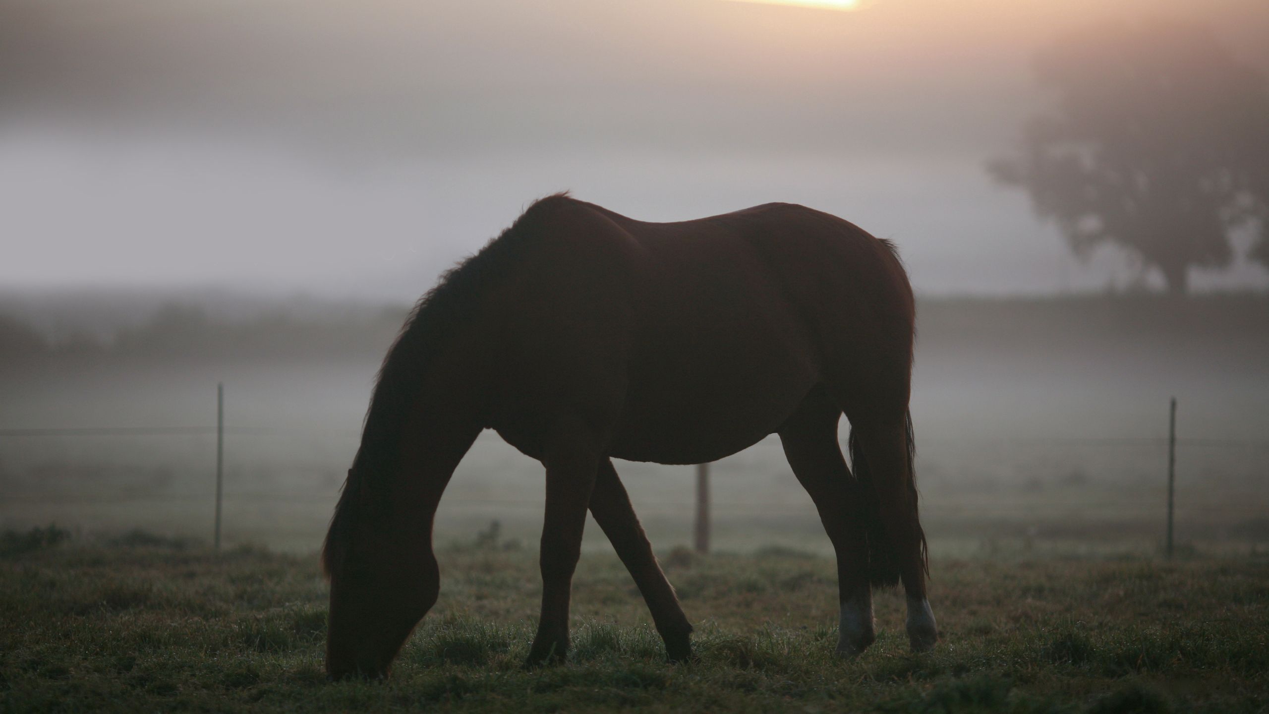 Download wallpaper 2560x1440 horse, misty, silhouette, landscape