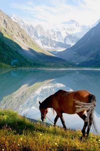 Preview wallpaper horse, mountain, lake, grass, walk