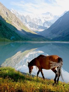 Preview wallpaper horse, mountain, lake, grass, walk