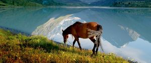 Preview wallpaper horse, mountain, lake, grass, walk