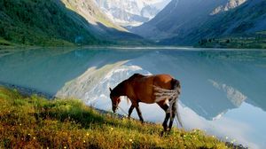 Preview wallpaper horse, mountain, lake, grass, walk