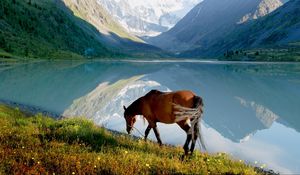 Preview wallpaper horse, mountain, lake, grass, walk