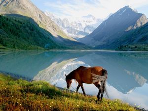 Preview wallpaper horse, mountain, lake, grass, walk