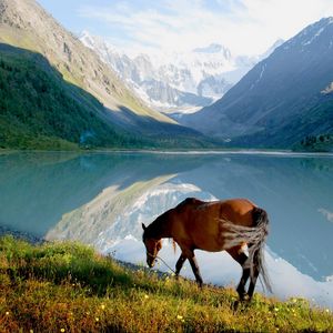 Preview wallpaper horse, mountain, lake, grass, walk