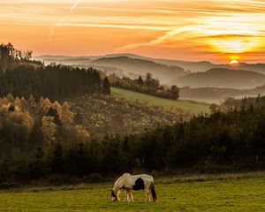 Preview wallpaper horse, mountains, field, sunset