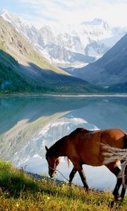 Preview wallpaper horse, mountains, grass, walk, view, lake