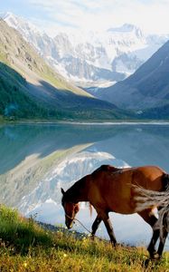 Preview wallpaper horse, mountains, grass, walk, view, lake