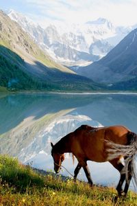Preview wallpaper horse, mountains, grass, walk, view, lake