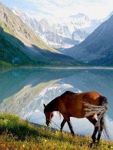 Preview wallpaper horse, mountains, grass, walk, view, lake