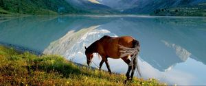 Preview wallpaper horse, mountains, grass, walk, view, lake