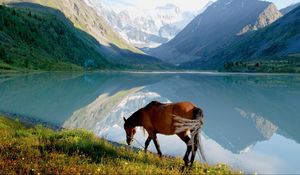 Preview wallpaper horse, mountains, grass, walk, view, lake