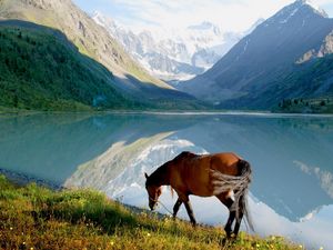 Preview wallpaper horse, mountains, grass, walk, view, lake