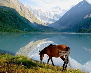 Preview wallpaper horse, mountains, grass, walk, view, lake