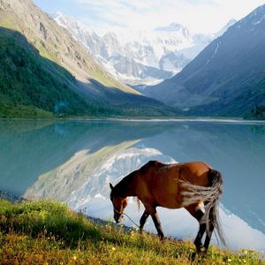 Preview wallpaper horse, mountains, grass, walk, view, lake