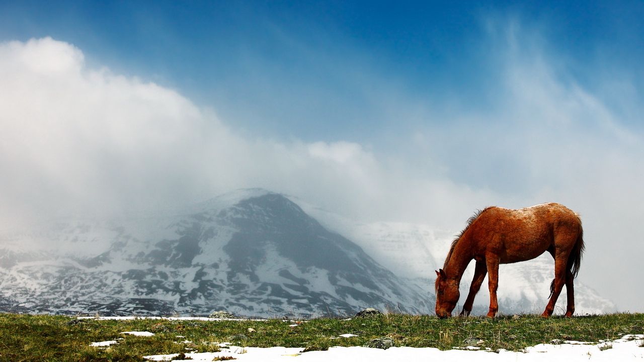 Wallpaper horse, mountains, snow, peaks, sky, fog, walk
