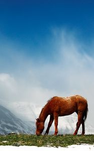 Preview wallpaper horse, mountains, snow, peaks, sky, fog, walk
