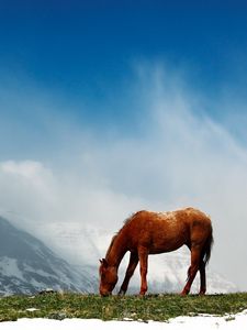 Preview wallpaper horse, mountains, snow, peaks, sky, fog, walk