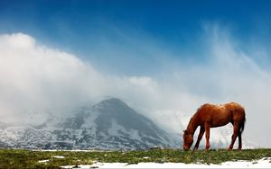Preview wallpaper horse, mountains, snow, peaks, sky, fog, walk