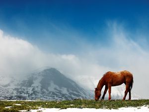 Preview wallpaper horse, mountains, snow, peaks, sky, fog, walk