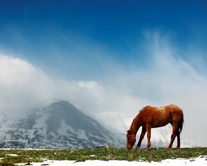 Preview wallpaper horse, mountains, snow, peaks, sky, fog, walk