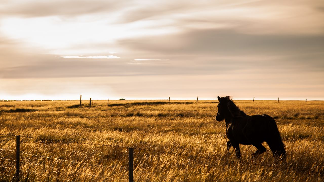 Wallpaper horse, movement, animal, field, grass