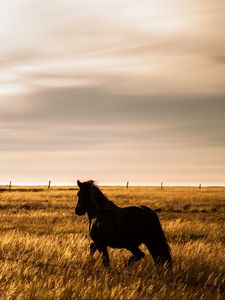 Preview wallpaper horse, movement, animal, field, grass