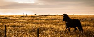Preview wallpaper horse, movement, animal, field, grass