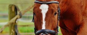 Preview wallpaper horse, muzzle, bridle, grass