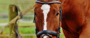 Preview wallpaper horse, muzzle, bridle, grass