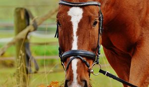 Preview wallpaper horse, muzzle, bridle, grass